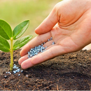 Lợi ích của hạt giống chất lượng cao trong sản xuất nông nghiệp