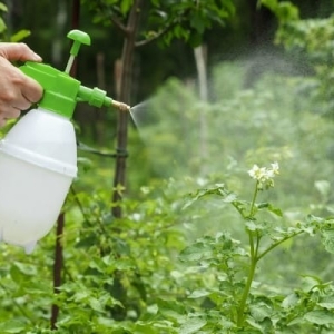 Phân bón lá có thực sự hiệu quả? Khi nào nên sử dụng phân bón lá?