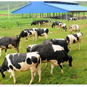 Ứng dụng men vi sinh trong chăn nuôi – Xu hướng tất yếu