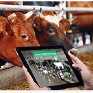 Giải pháp xử lý mùi trong chăn nuôi hiệu quả và bền vững