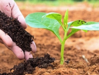 CÔNG TY TNHH THƯƠNG MẠI XUẤT NHẬP KHẨU GIẢI PHÁP VÀNG