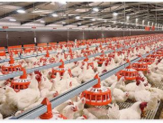 CÔNG TY TNHH THƯƠNG MẠI XUẤT NHẬP KHẨU GIẢI PHÁP XANH