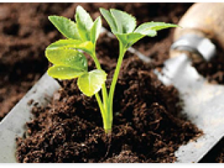 CÔNG TY TNHH THƯƠNG MẠI XUẤT NHẬP KHẨU GIẢI PHÁP VÀNG