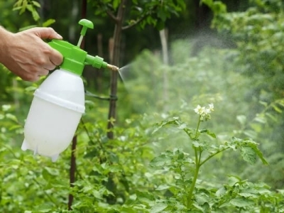 Phân bón lá có thực sự hiệu quả? Khi nào nên sử dụng phân bón lá?