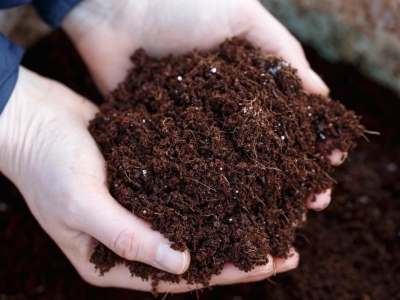 Lợi ích của hạt giống chất lượng cao trong sản xuất nông nghiệp