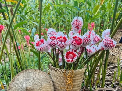 Khởi nghiệp với sen Đa Lộc trên đất Tuy Phước