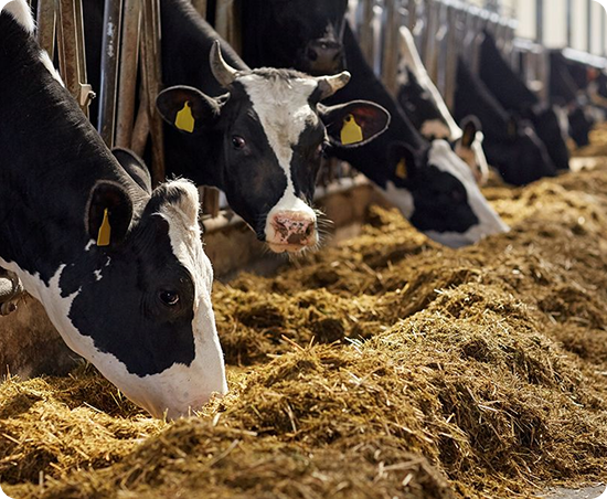 CÔNG TY TNHH THƯƠNG MẠI XUẤT NHẬP KHẨU GIẢI PHÁP XANH