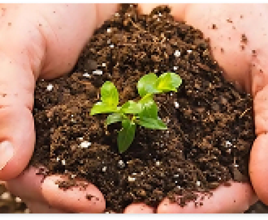 CÔNG TY TNHH THƯƠNG MẠI XUẤT NHẬP KHẨU GIẢI PHÁP VÀNG