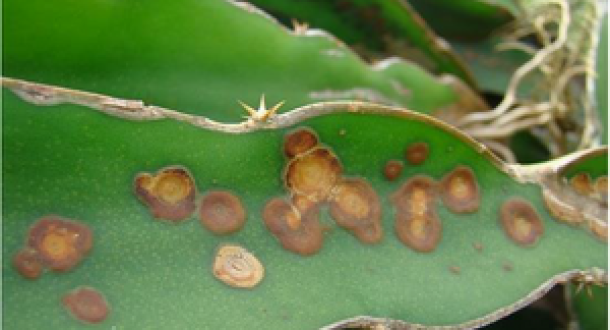 Các biện pháp phòng trừ bênh đốm trắng và đốm nâu ở cây Thanh Long